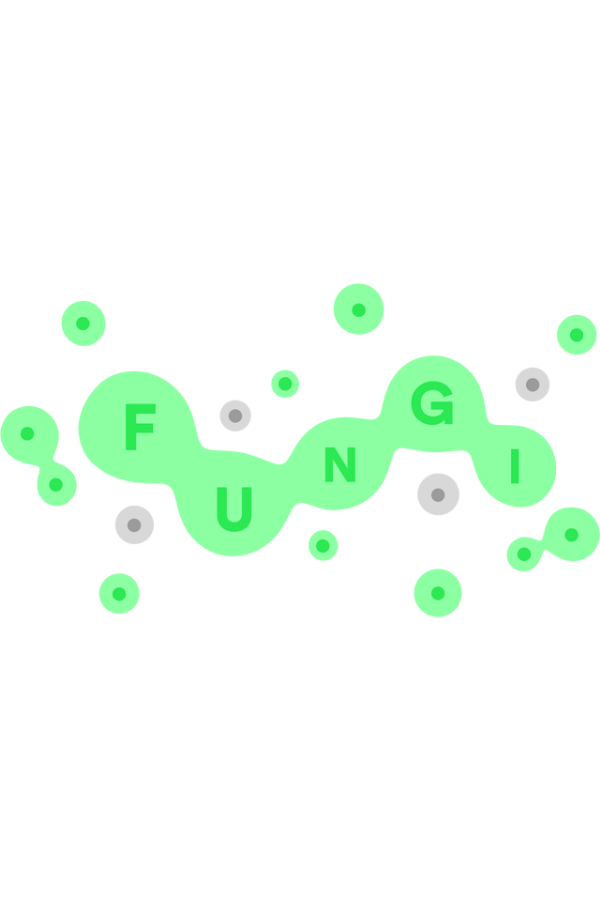 Get FUNGI at The Best Price - Bolrix Games